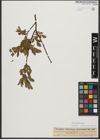 Foto von Salix waldsteiniana Willd.